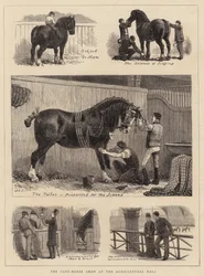 The Cart-Horse Show at the Agricultural Hall