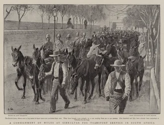A Consignment of Mules at Gibraltar for Transport Service in South Africa