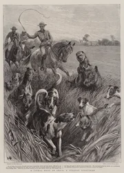 A Jackal Hunt in India, a Strange Sportsman