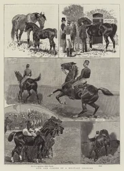 Life and Career of a Military Charger