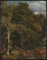 Edge of a Wood