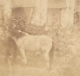Man and Horse, Government House, Allahabad