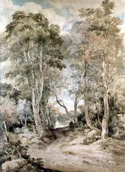 Wood Scene
