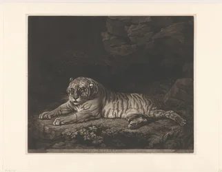 A Tigress