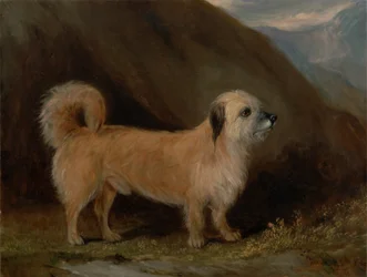 A Dandie Dinmont Terrier