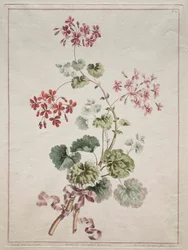 A Collection of Flowers Drawn from Nature: No. 6 - Scarlet and Variegated Geranium