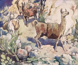 Alpacas on a mountain path, illustration from 