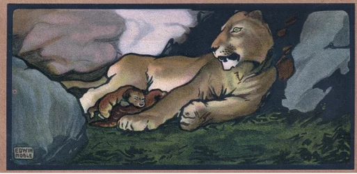 Lion with Young