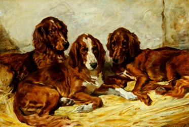 Shot and His Friends - Three Irish Red and White Setters