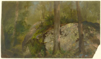 Forest Scene