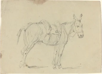 Donkey Stretching a Hind Leg