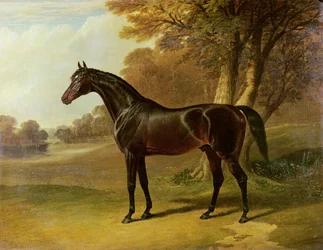 Glaucus