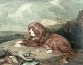 An Old Newfoundland Dog