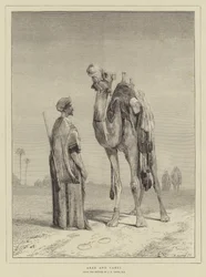 Arab and Camel