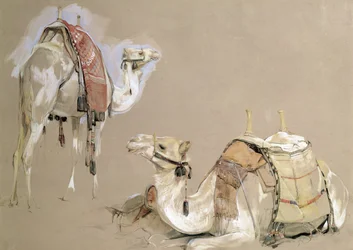 Camel Studies