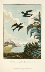 Humming Bird, with Its Nest