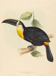 Osculant Toucan Ramphastos osculans