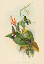 Eriocnemis cupreiventris Coppery-vented Puff-Leg