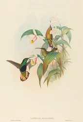Lafresnaya flavicaudata Buff-tailed Velvet-breast
