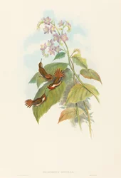 Scintillant Hummingbird. Creators: John Gould, Henry Constantine Richter