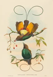 Diphyllodes chrysoptera Magnificent Bird of Paradise