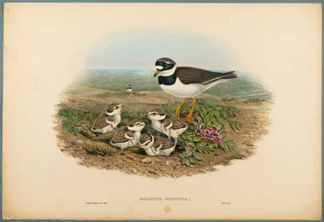 Ringed Plover