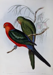 Australian king Parrot (Alisterus scapularis), engraving by John Gould and Henry Constantine Richter
