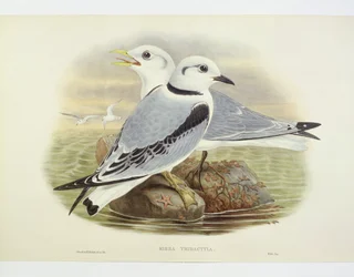 Black-legged kittiwake (Rissa tridactyla), Engraving by John Gould, William Hart, H C Richte
