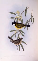 Black-tailed whistler (Pachycephala melanura), Engraving