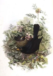 Blackbird