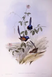 Blue-Breasted Fairywren (Malurus pulcherrimus), Engraving by John Gould