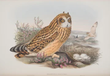 Brachyotus Palustris, plate from The Birds of Great Britain by John Gould, published 1862-73