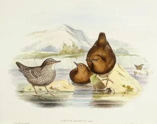 Brown Dipper (Cinclus pallasii), Engraving by John Gould