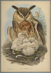 Owl