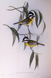 Crested shriketit (Falcunculus frontatus), Engraving