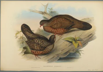 Galloperdix Spadiceus