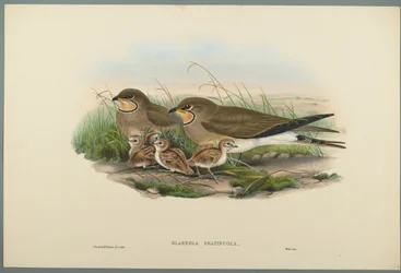 Common Pratincole