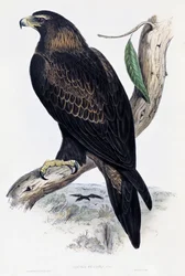 Golden Eagle (Aquila chrysaetos), lithograph from Birds of Australia and Great Britain by John Gould