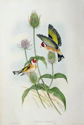 Goldfinch (Carduelis Elegans)