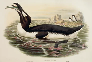 Great Auk (Pinguinus impennis), engraving