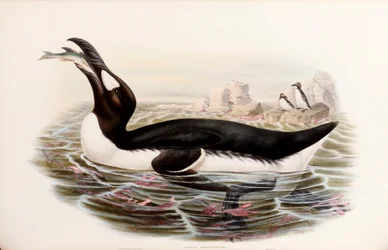 Great Auk, from 