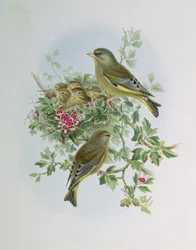 Greenfinch