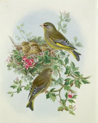 Greenfinch