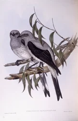 Ground cuckooshrike (Coracina maxima), Engraving by John Gould