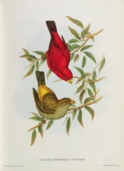 Haematospiza Sipahi, illustration from “Birds of Asia”, Vol. I, Parts I-VI, by John Gould, 1850-54