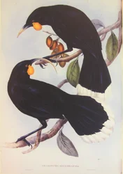 Huia Pair Illustration