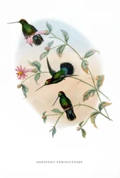 Humming Bird - Veruguan Lance-Bill, birds from Costa Rica, engraving from book by John Gould (1804-1881) Tropical Birds