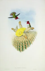 Humming Bird, engraved by Walter and Cohn
