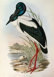 Illustration from John Gould
