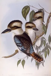 Laughing kookaburra (Dacelo novaeguineae), Engraving by John Gould